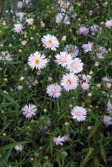 Aster Novi Belgii Julia