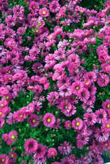 Aster Dumosus Jenny