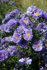 Aster Novi Belgii Marie Ballard