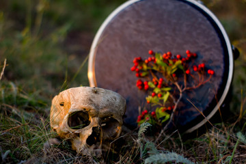 Witchcraft concept. Human skull with branch of viburnum. Close up with Djembe