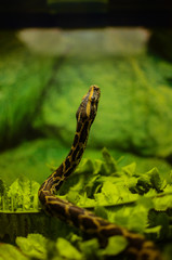 Snake Looking at the top