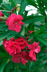 Nerium Oleander