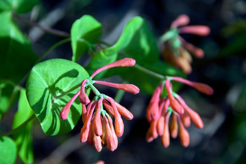 Lonicera