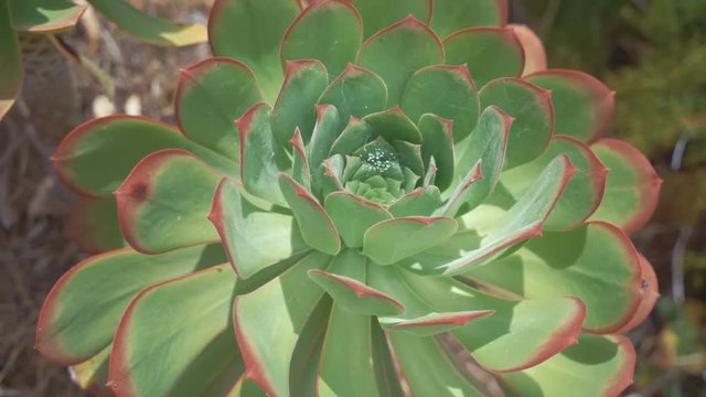 Wild plant of the Canary archipelago Echeveria is a succulents plants in the stonecrop family Crassulaceae, native to semi-desert areas of Central America, Mexico, northwestern South America.