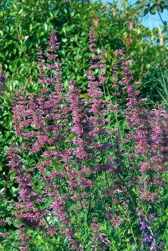 Agastache Barberi Tutti Frutti