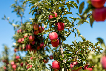 manzanas en árbol