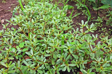 Portulaca oleracea plant with many benefits growing