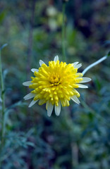 Anthemis Jaune Double