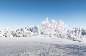 Fototapeta na wymiar Schwarzwald im Winter