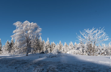 Obraz na płótnie Canvas Schwarzwald im Winter