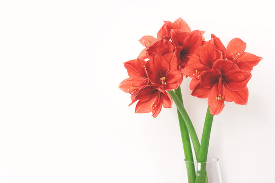 Three amaryllis coral color in glass vase on white background. Color trend of the year.