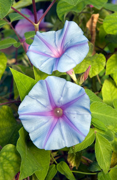 Ipomoea Indica Edith Piaf