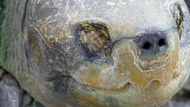 Turtles
Turtle Eye
Turtle herd
Thai Turtles
Thai Turtle herd
Thailand Turtles
Thailand
