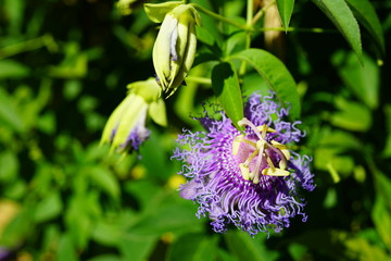 Purple and white flower of the passiflora caerulea vine