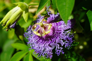 Purple and white flower of the passiflora caerulea vine © eqroy