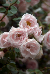 Rosa New Dawn - Rosier