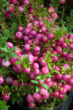 Pernettya Mucronata - Pernettya Rose
