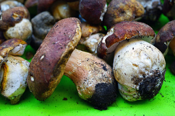 Fresh porcini ceps mushrooms at an Italian market
