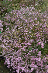 Gypsophila Repens Rosea