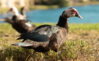 duck on grass