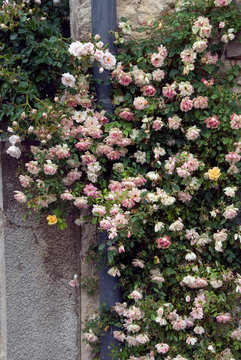Rosa Polyantha Phyllis Bide - Rosier