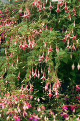 Fuchsia