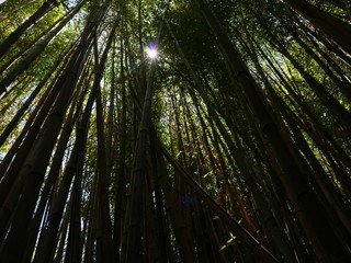 Bamboo Forest Sunlight