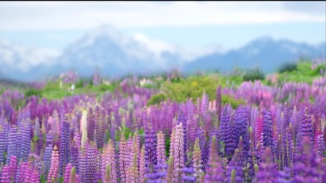 Beutiful Lupins flowers and Mount Cook at Lake Tekapo.