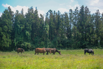 Naklejka premium Horse of the ranch of Ishidol in Jeju Island