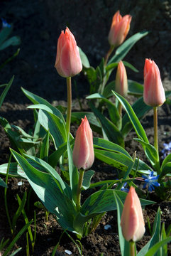 Tulipa Greigii Adele Duttweiler - Tulipe