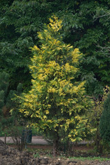 Calocedrus Decurrens Aureovariegata