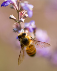 closeup soft focus honey bee on lavender