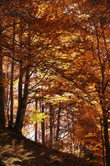 Beautiful landscape with autumn forest and fallen leaves on ground