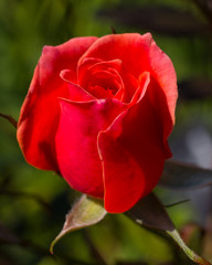 Fototapeta na wymiar dreamy red rose bud closeup