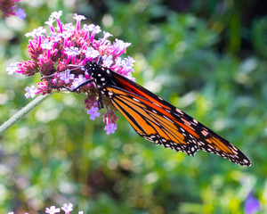 Fototapeta na wymiar closeup monarch butterfly feeding on purple flowers