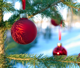 Close-up of red Christmas Baubles Ball with pine needle shadows hanging on pine tree branches outside.