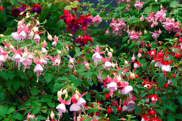 Fuchsia
