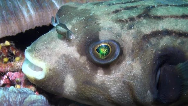  Manila Pufferfish - Close Up- Philippines