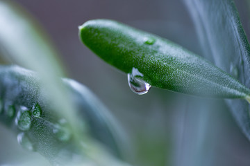 オリーブの葉の雫