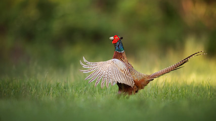 Male common pheasant, phasianus colchicus rooster showing off. Cock with wings wide spread and beak open. Exotic looking colorful european wild bird in natural environment. Panoramatic composition