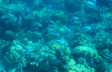 Naklejka na ściany i meble Sardine school in coral reef. Coral reef underwater photo. Mackerel shoal. Tropical seashore snorkeling or diving.