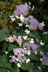 Hydrangea Involucrata Late Love