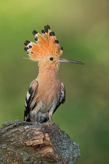 Hoopoe sitting on a twig with open crest and catch in the beak. Detailed close-up of a wild bird with clear blurred background.