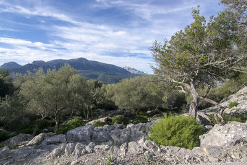 Fototapeta na wymiar Landscape with unusual looking limestone rocks in the Lluc area