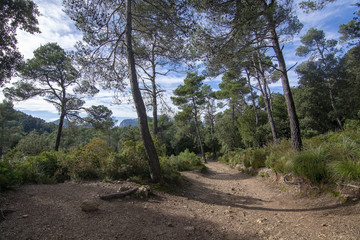 Landscape with beautiful soft walking path through forest with evergreen trees
