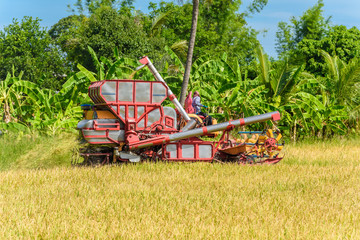 Combine harvester in action on rice field. Harvesting is the process of gathering a ripe crop