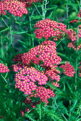 Achillea © HVPM dev