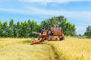 Obraz premium Combine harvester in action on rice field. Harvesting is the process of gathering a ripe crop