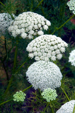 Ammi Visnaga