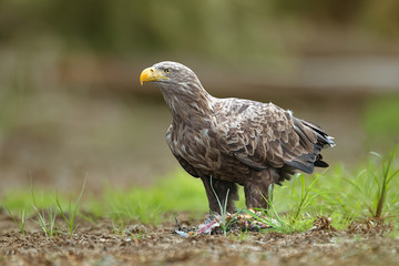 Adult white-tailed eagle, halitaeetus albicilla, in natural environment feeding on a catched fish. Detailed portrait of wild bird in summer.